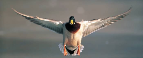 Picture of Duck Coming in to Land