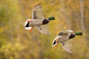 Picture of Ducks Flying