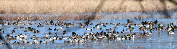 Picture of Flock of Ducks