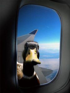Picture of Duck on a Plane