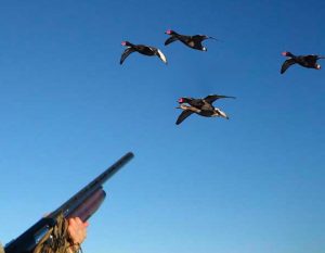Picture of Man Aiming At Ducks in Sky
