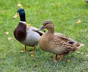 Picture of Male and Female Duck